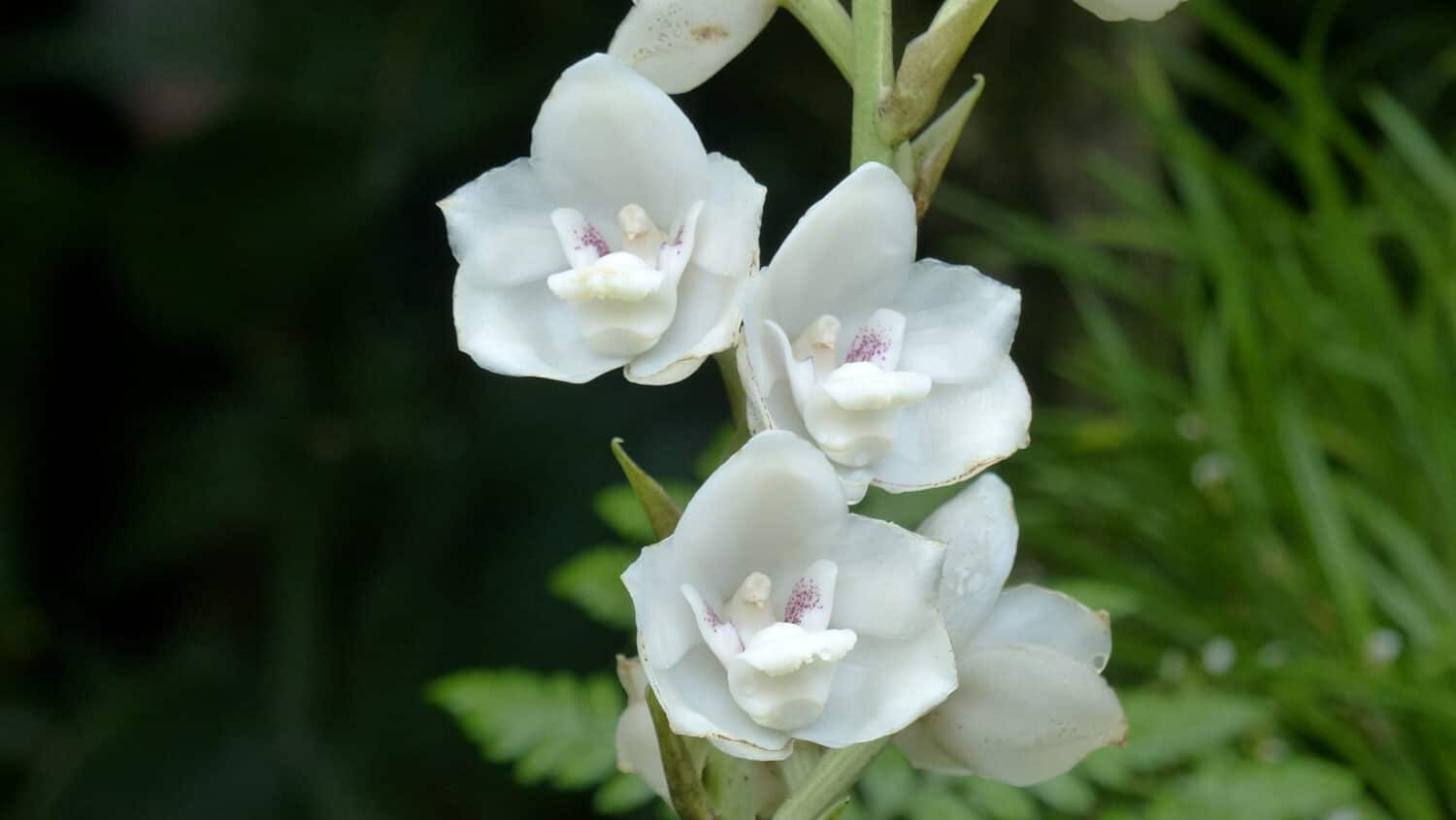 Peristeria elata, is a genus of plants belonging to the family Orchidaceae commonly called dove orchid or Holy Ghost orchid. To be found in Latin America