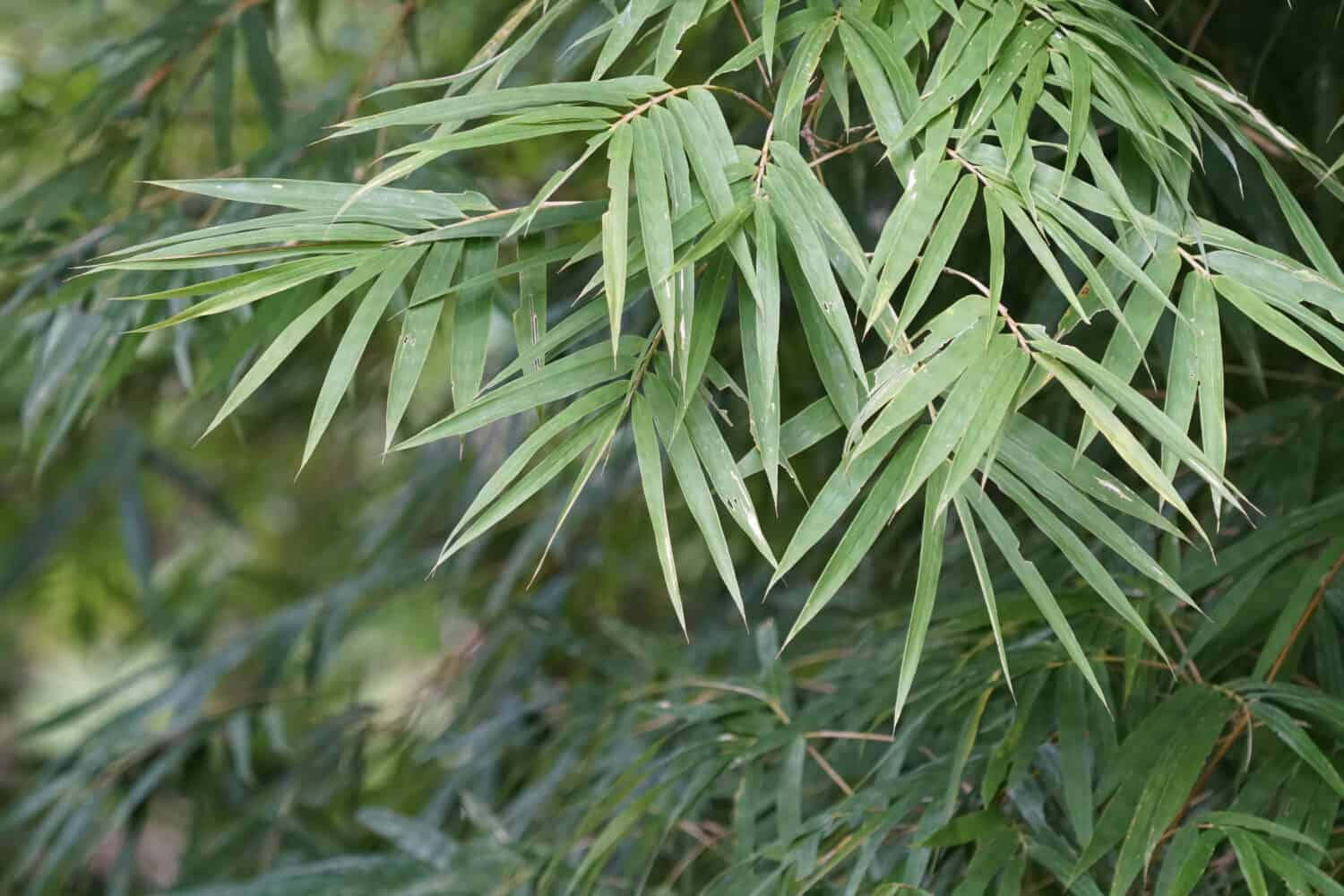 Hedge Bamboo, Bambusa multiplex, Golden goddess bamboo