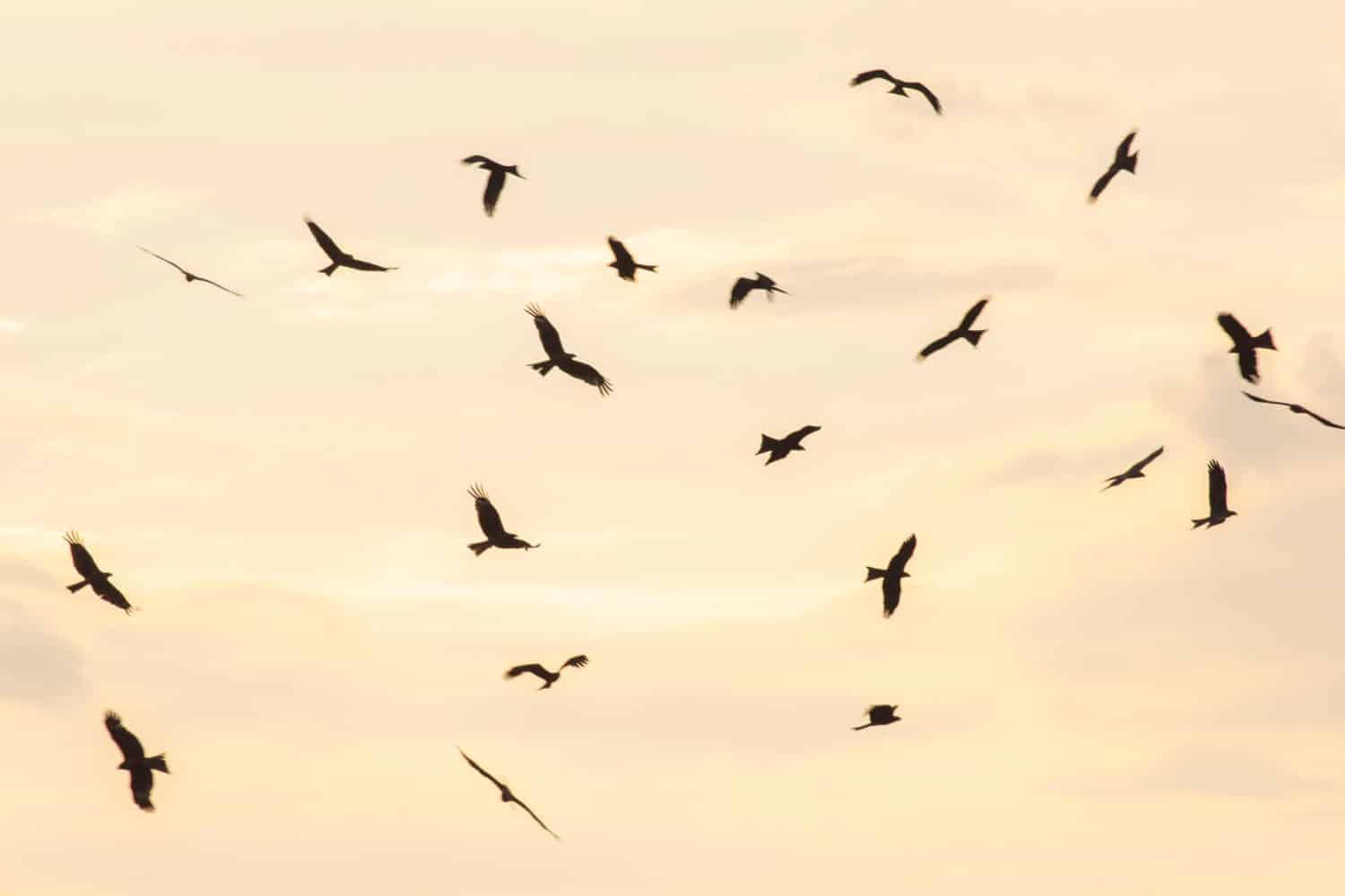 Flock of Hawks at sunset. Flock of birds at sunset.