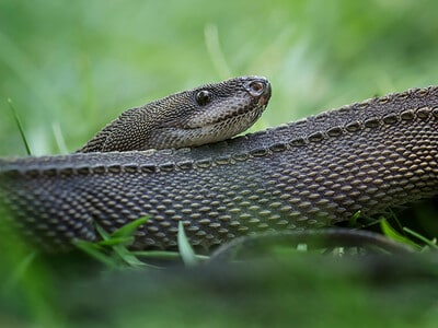 A Dragon Snake (Javan Tubercle Snake, Javan Mudsnake)
