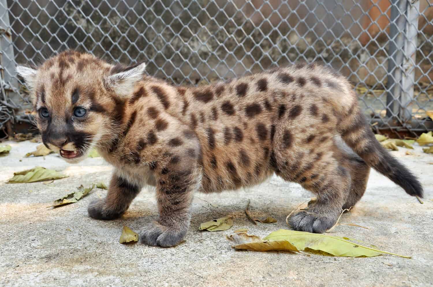 When cougars are born, they have spots, but they lose them as they grow, and by the age of 2 1/2 years, they will completely be gone