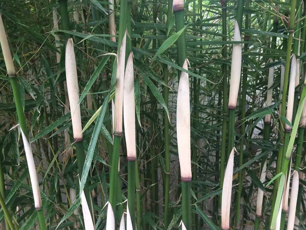 Clumping bamboo Fargesia Robusta ‘Campbell’