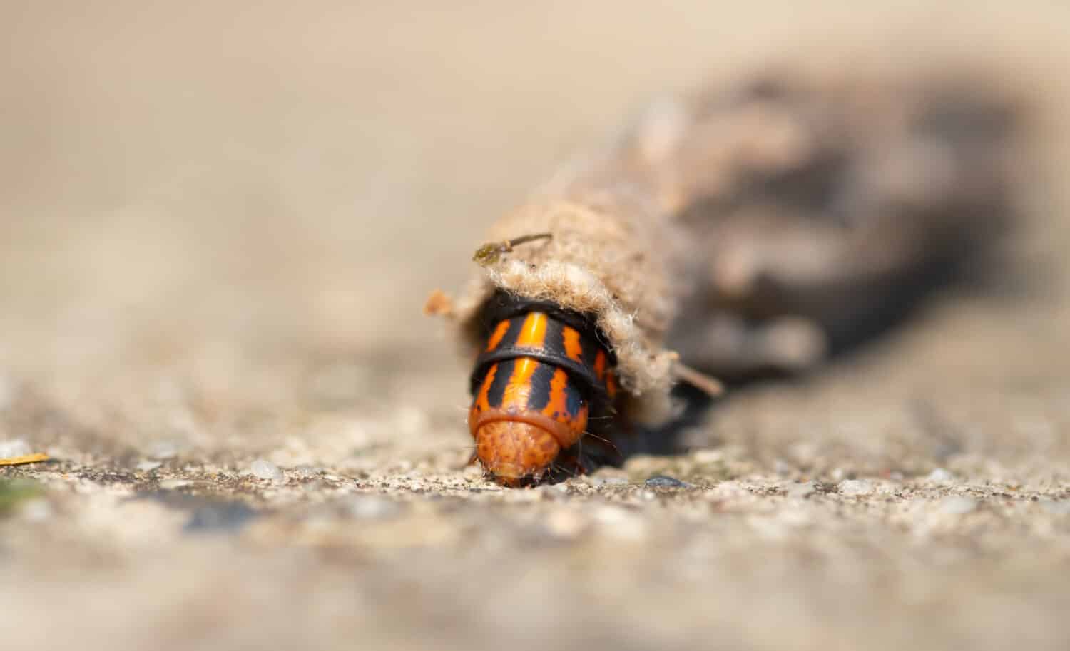 Bagworm Moth Caterpillar in Australia