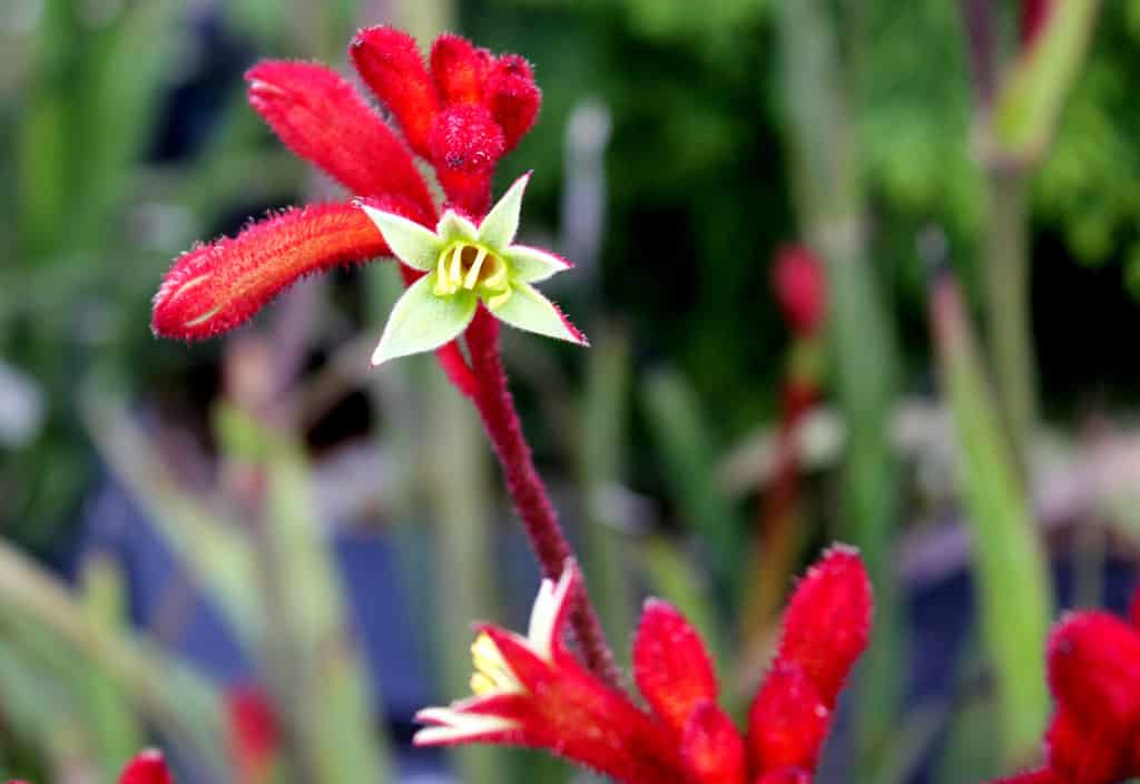 Red Kangaroo Paw, Anigozanthos `Big Red`, evergreen perennial with fuzzy rich red flowers that look like claws that rise high above the iris-like foliage, attracts hummingbirds. - Plants That Look Like Animals