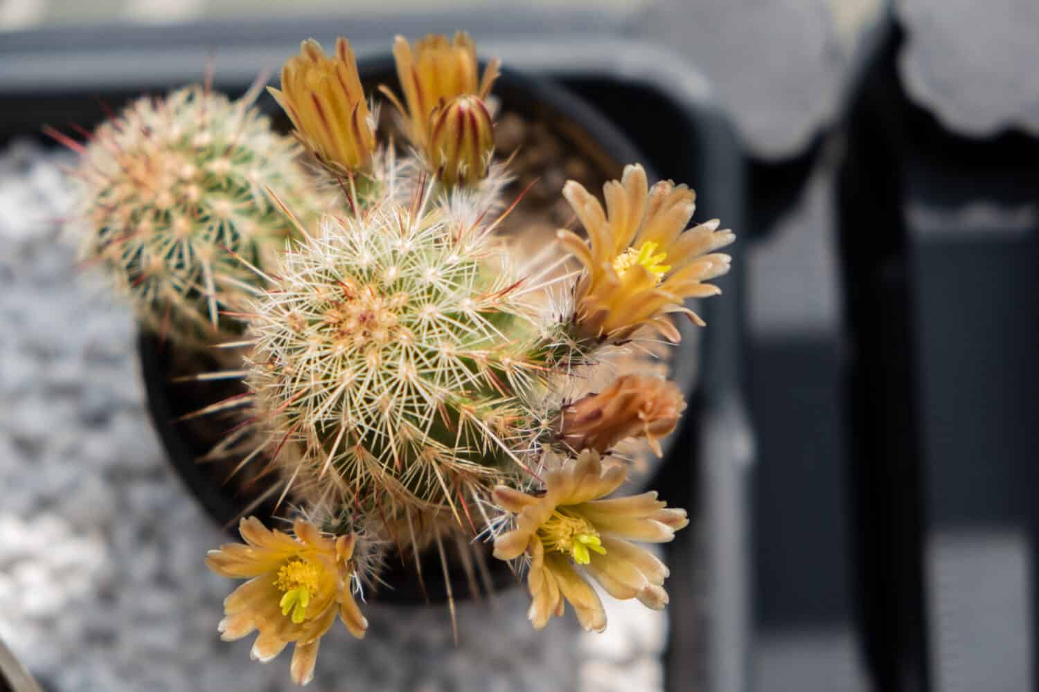 Brown flowered cactus, Echinocereus chloranthus) 