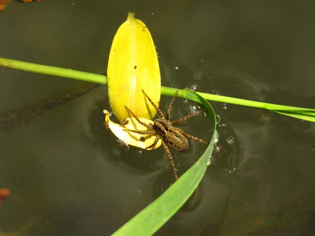 diving bell spider