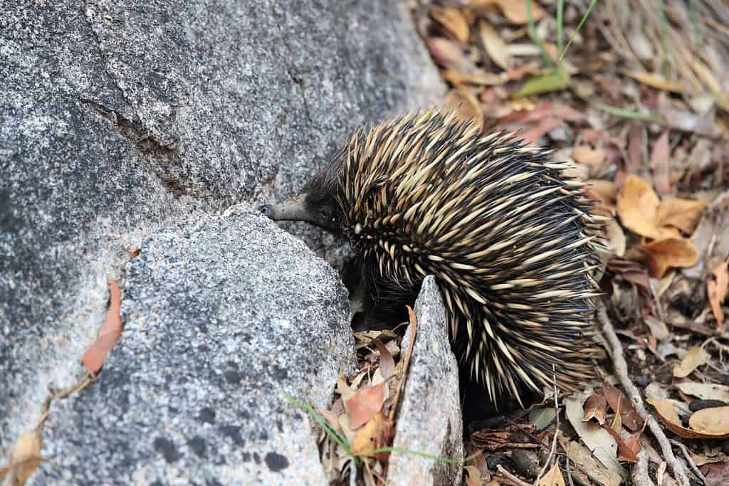 short-beaked echidna in the forest on food search on Magnetic Island, Queensland Australia