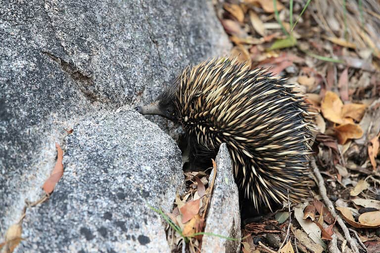 20 Spiky Animals (Animals with Quills and Spikes) AZ Animals