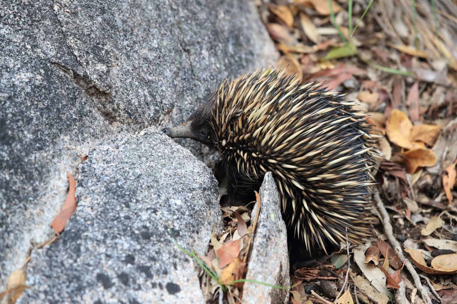 short-beaked echidna in the forest on food search on Magnetic Island, Queensland Australia