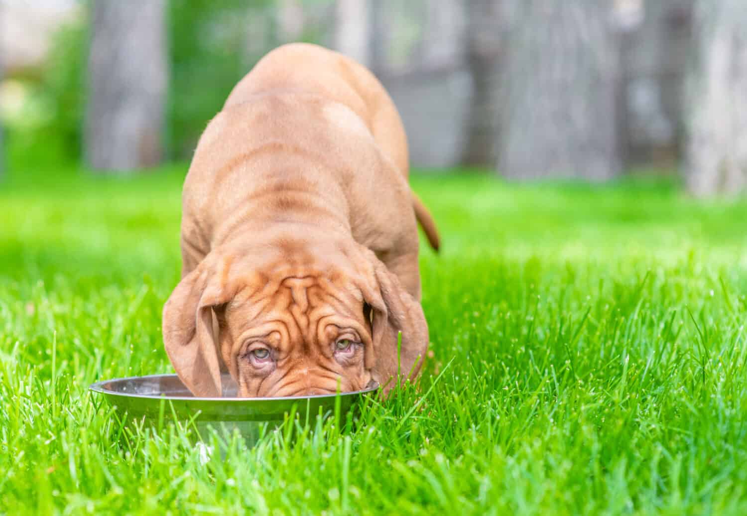Bordeaux Mastiff puppy drink water from metal bowl on green summer grass. Empty space for text