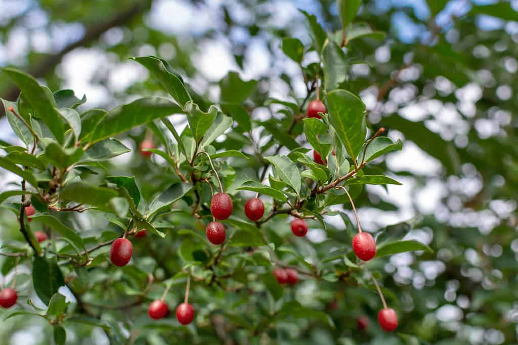 Elaeagnus Umbellata ( Gumi or Cherry silverberry, silverberry oleaster) . Ripe red berries of Japanese silverberry fruit bush growing on a branch