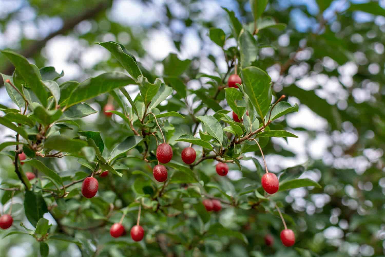 Elaeagnus Umbellata  ( Gumi or Cherry silverberry, silverberry oleaster) . Ripe red  berries of Japanese silverberry fruit bush growing on a branch