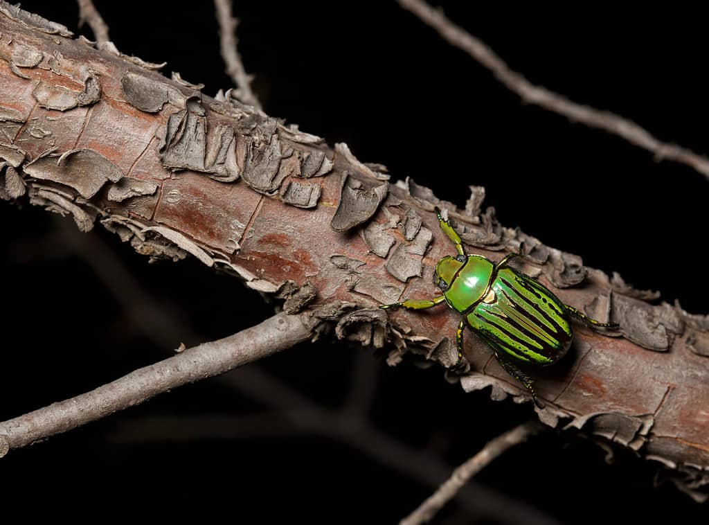 Chrysina gloriosa