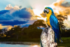 Discover 11 of the Most Expensive Parrots in the World Picture