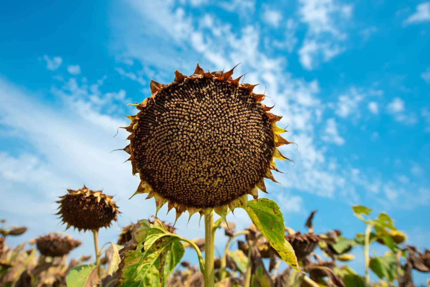Sunflower field wiht blue sky