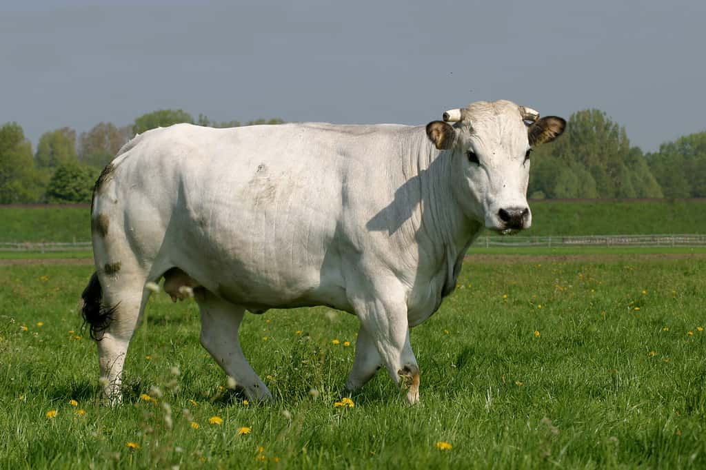 Chianina (prononciation italienne) Race de bétail au pâturage