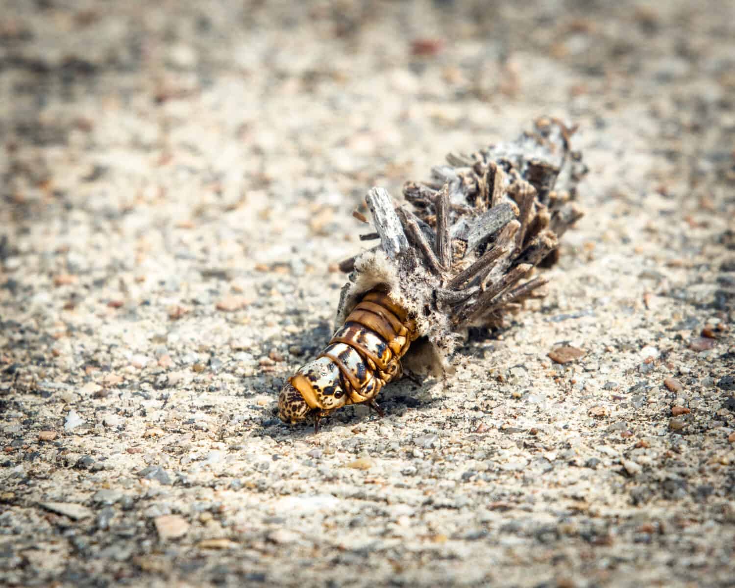 Abbot's Bagworm Moth Caterpillar hiding in plain view!