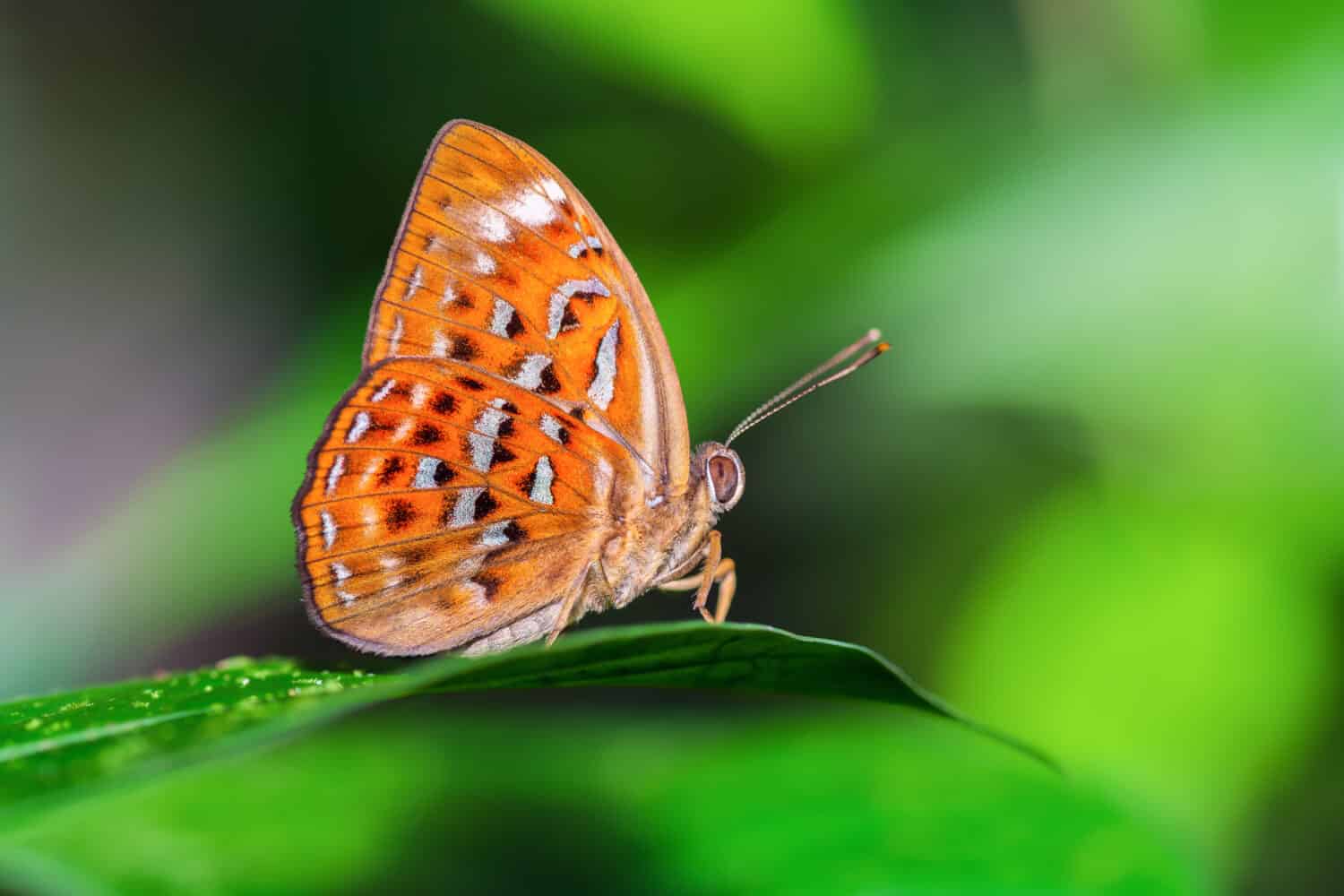 Larger Harlequin or Taxila haquinus berthae Fruhstorfer(1904) beautiful orange butterfly perching on green leaves with blur background, Thung saleang luang National Park, Thailand.