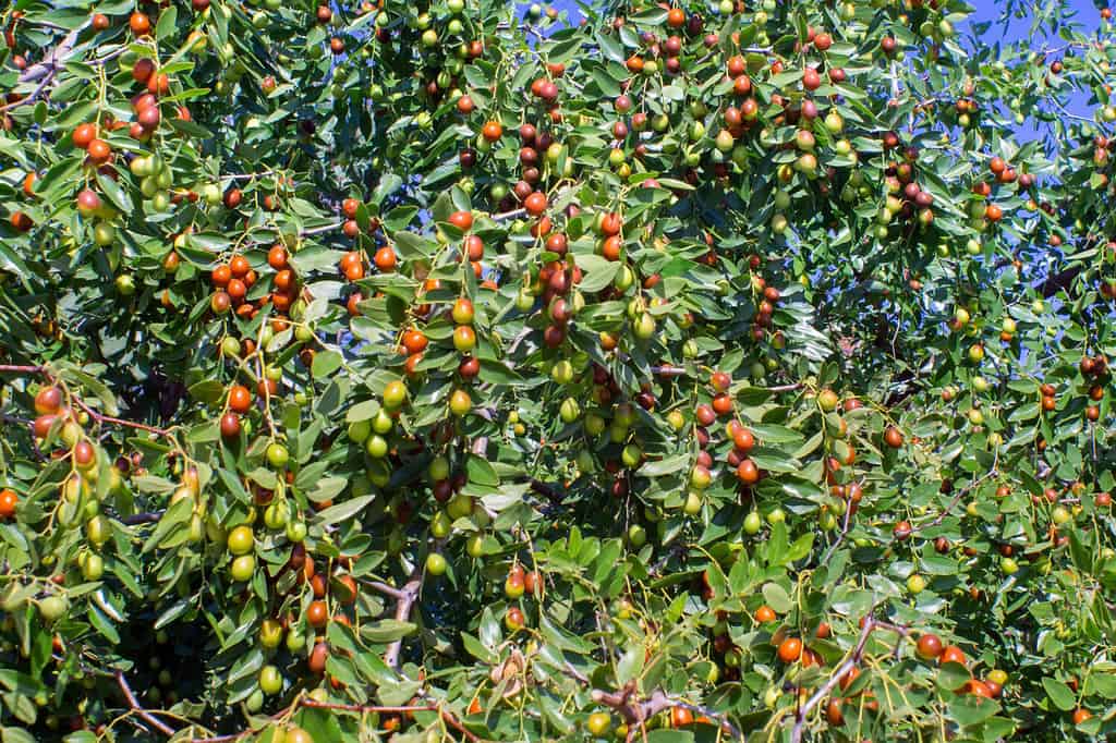 Indian Jujube or ber or berry Ziziphus mauritiana . ripen jujube green fruits in leaves of tree