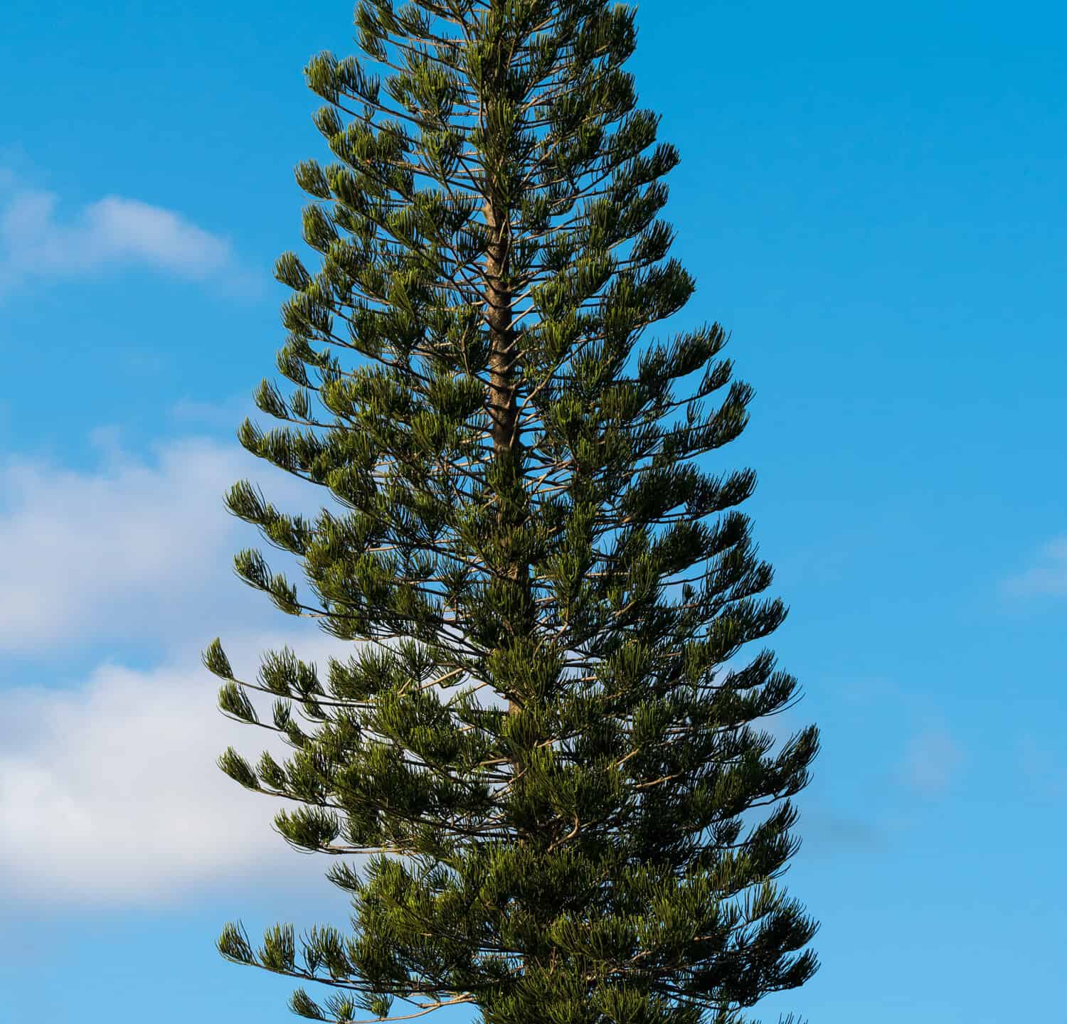 Honduran pine tree - an evergreen tree in a conical shape