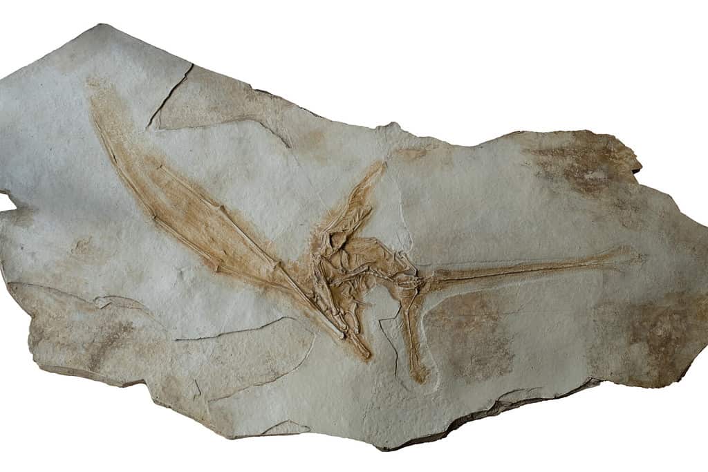 Rhamphorhynchus