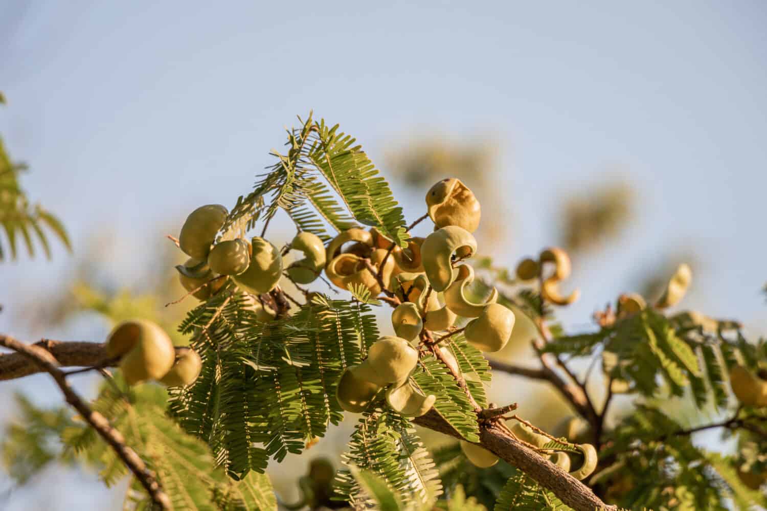 Close up Watapana pods and tree.(Libidibia coriaria)Common names include Divi-divi,Cascalote, Guaracabuya, Guatapana, Nacascol.