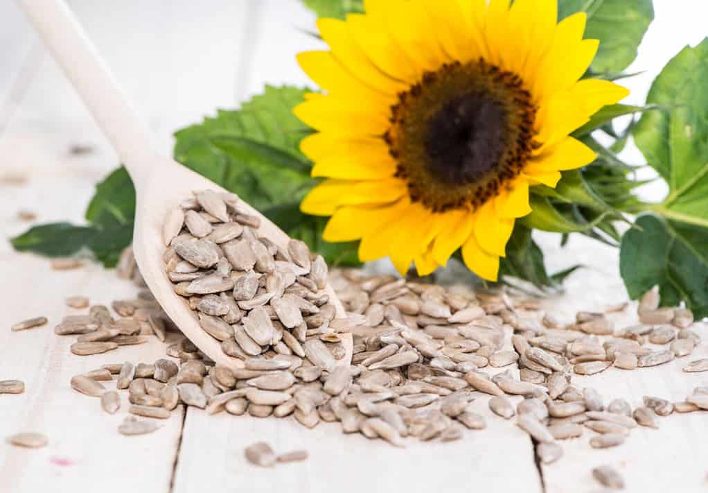 Fresh Sunflower Seeds (Macro Shot on wooden background)