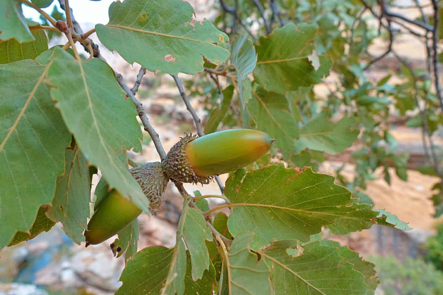 Quercus infectoria, the Aleppo oak in Lorestan, eatable acorn - Iran