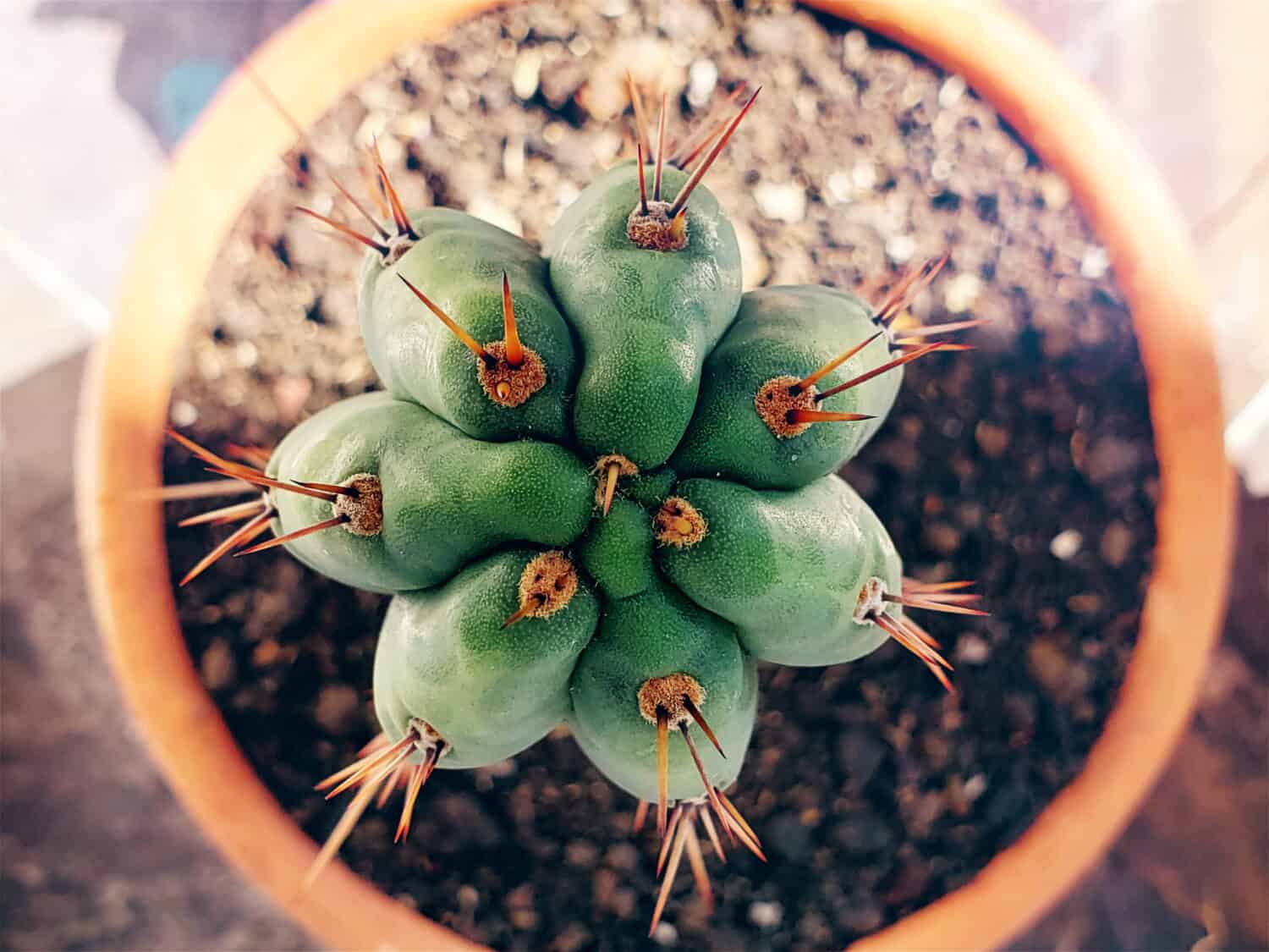 San Pedro Cactus - A-Z Animals