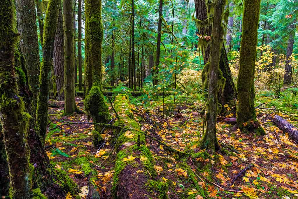 Oregon Forest in the Willamette National Forest