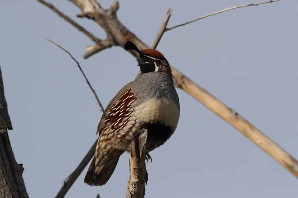 Gambel's Quail New Mexico USA