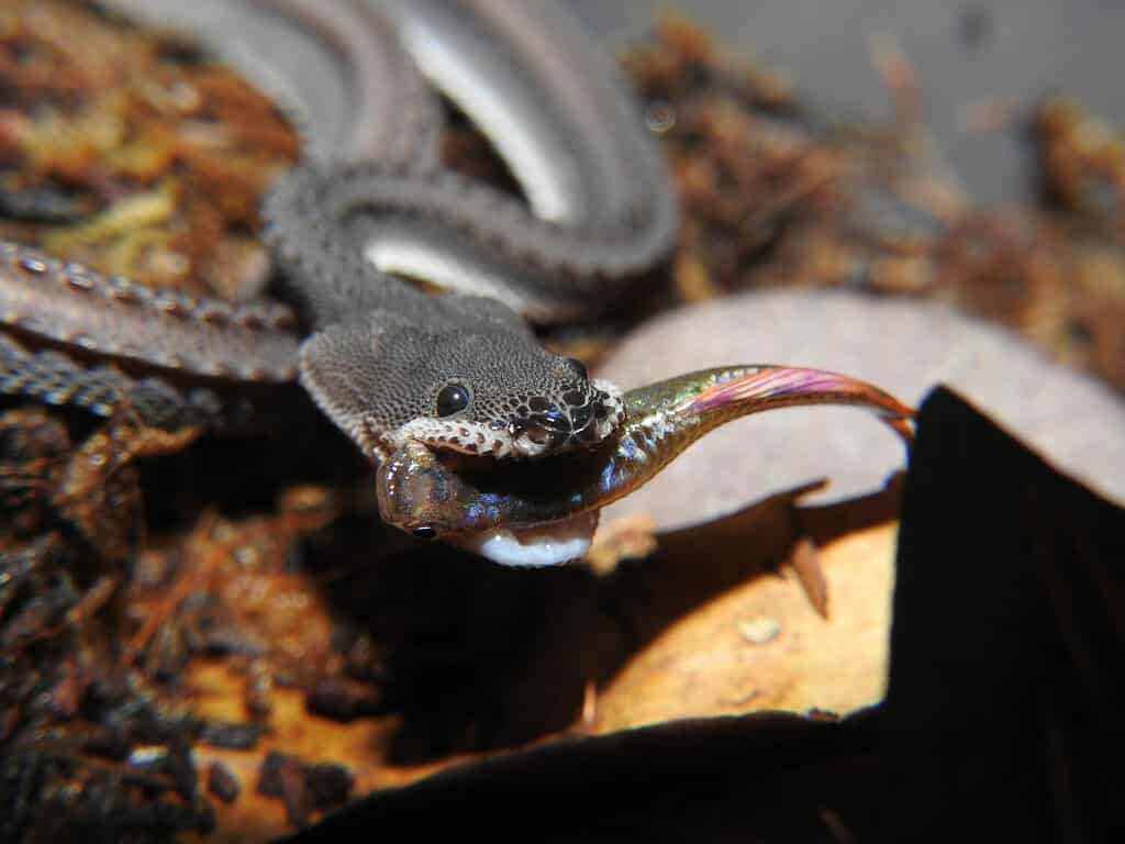 The fabled "Dragon Snake" Eating (Xenodermus javanicus)