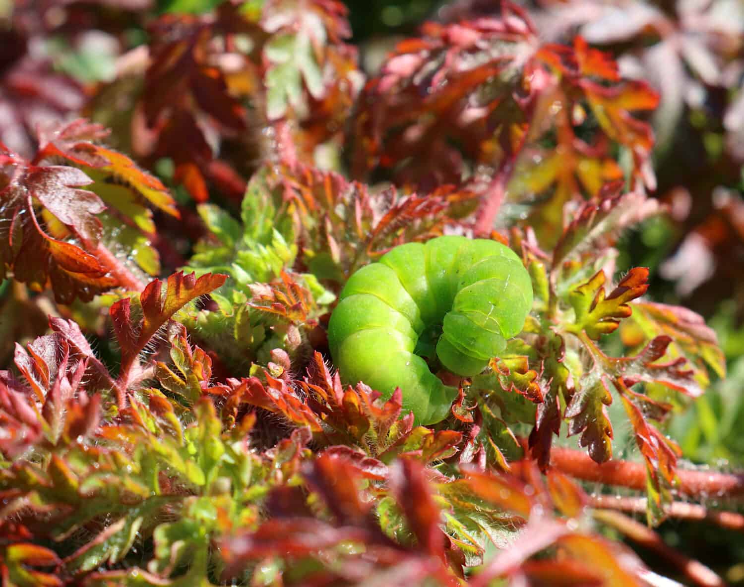 The Angle Shades Moth caterpillar. Scientific name Phlogophora meticulosa. Caterpillar is curled defensively on some red green foliage.