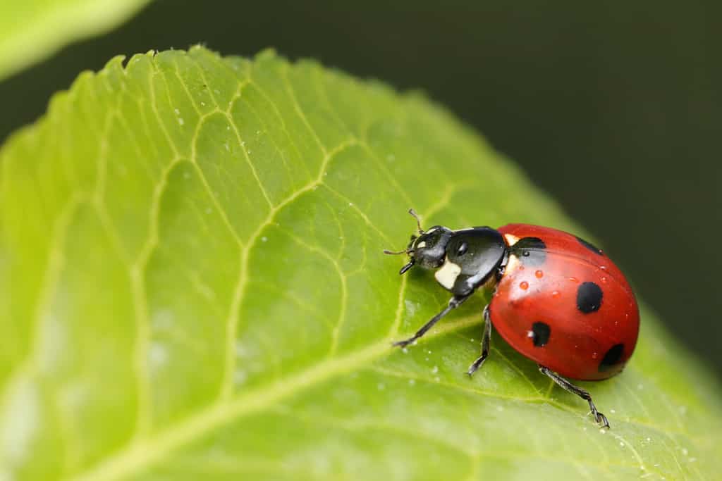 seven-spot ladybird on the leaf in nature