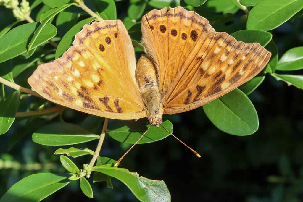 Hackberry Emperor butterfly (Asterocampa celtis) resting on a lush green bush.