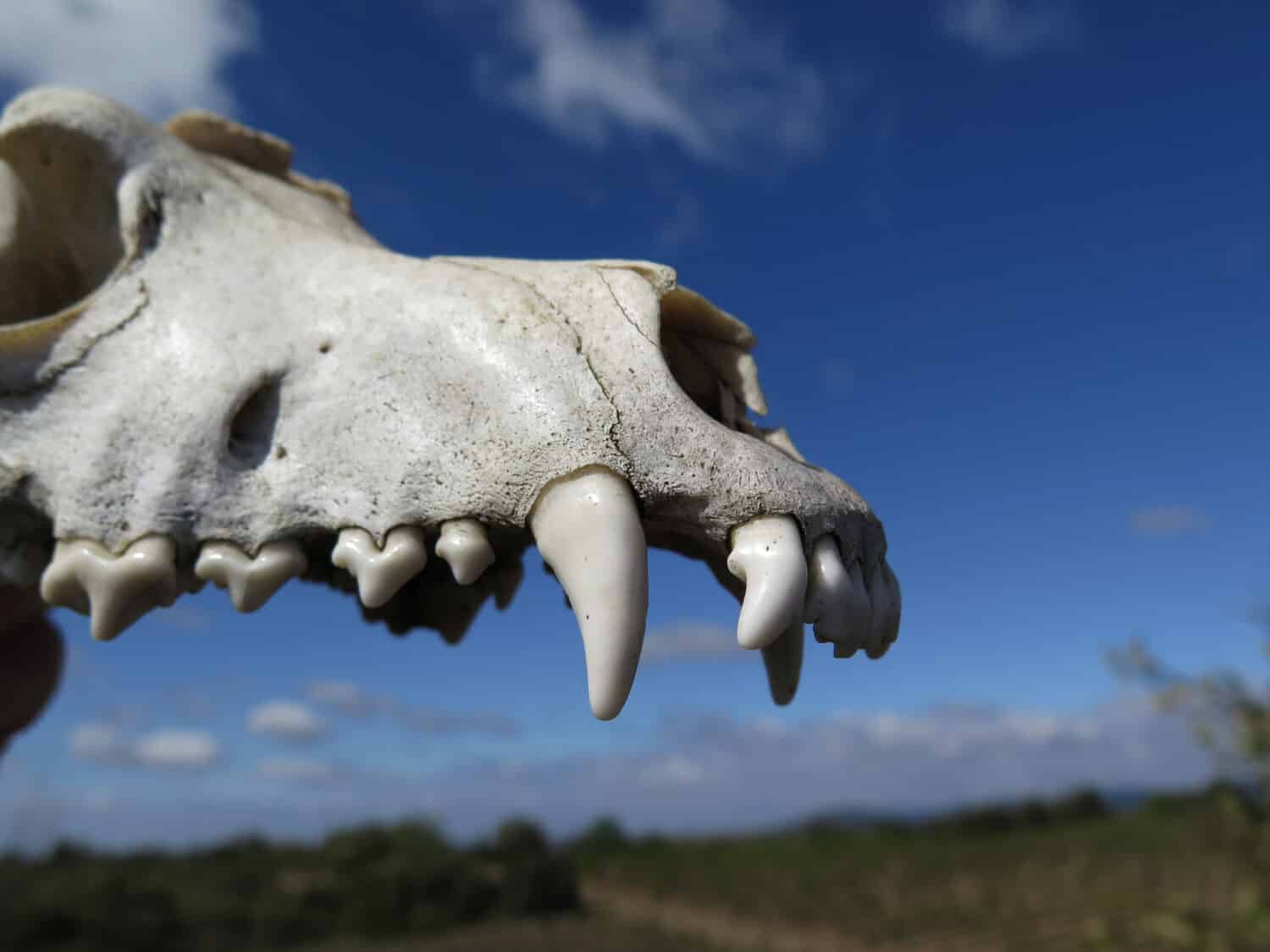 closeup of a dog skull found in france            