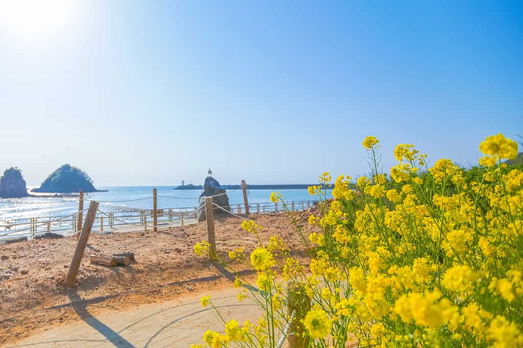 Yellow canola flowers blooming by the beach of Taeanhaean National Marine Park