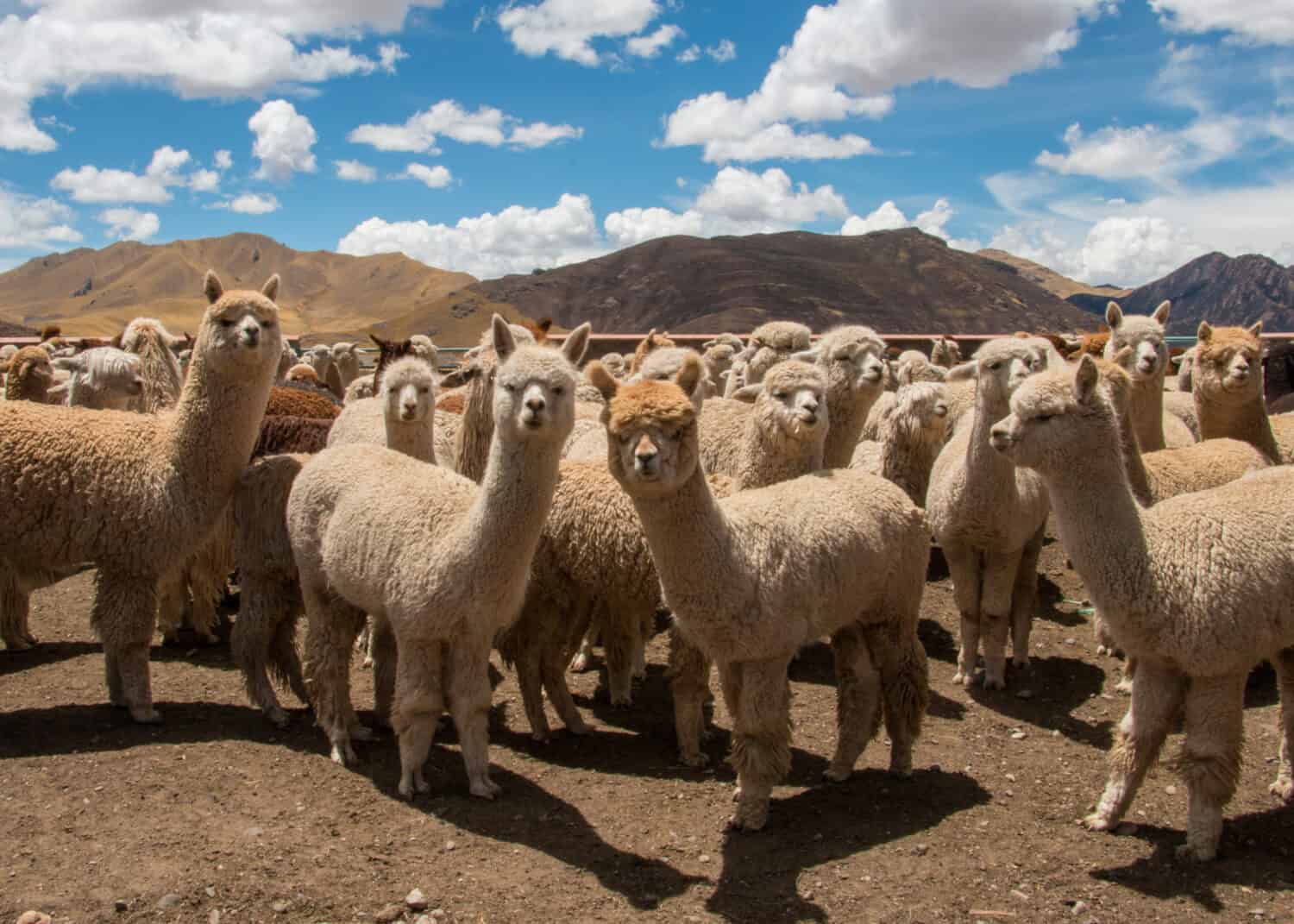 Herd of Alpacas Grazing in Peru, near Cusco in the Andes Mountains