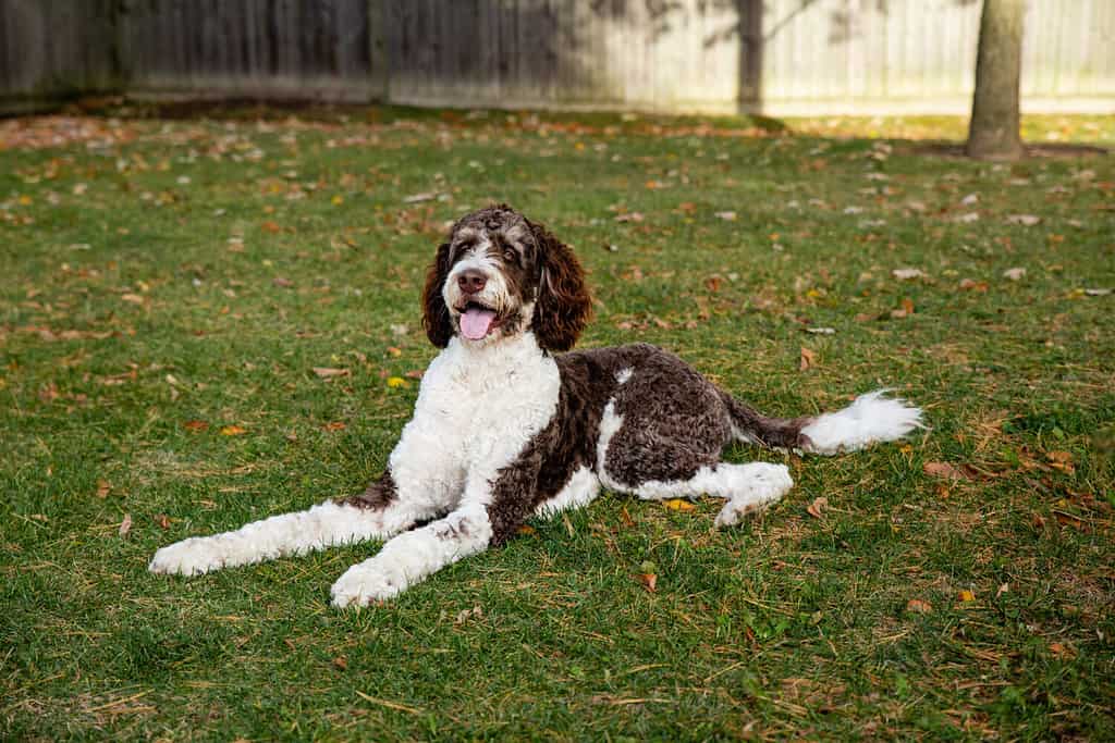 Adult brown and white bernedoodle dog laying on the grass outdoors.