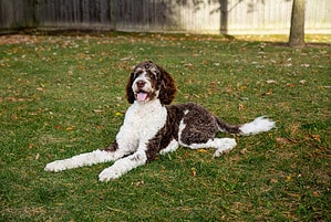 Bernedoodle Prices in 2024: Purchase Cost, Vet Bills, and More! Picture