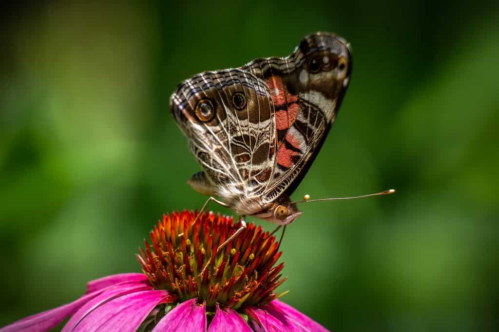 An American lady butterfly (Vanessa virginiensis) 