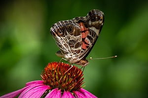 Discover 11 Butterflies That Live in Alabama photo