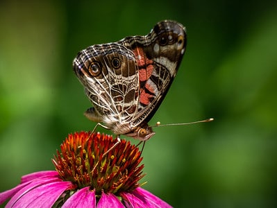 A Discover 11 Butterflies That Live in Alabama