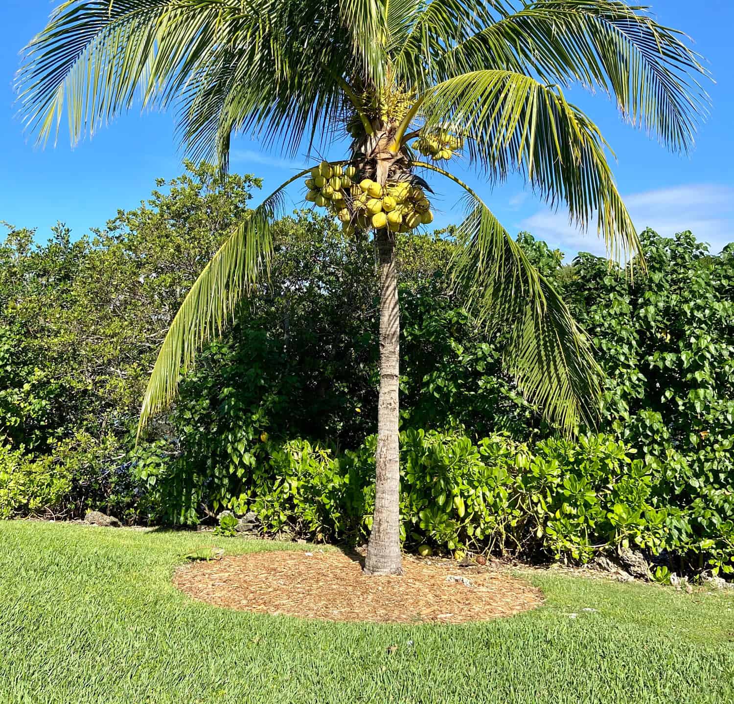 Coconut tree (Cocos nucifera) with yellow fruits. South Miami, November, 2020.