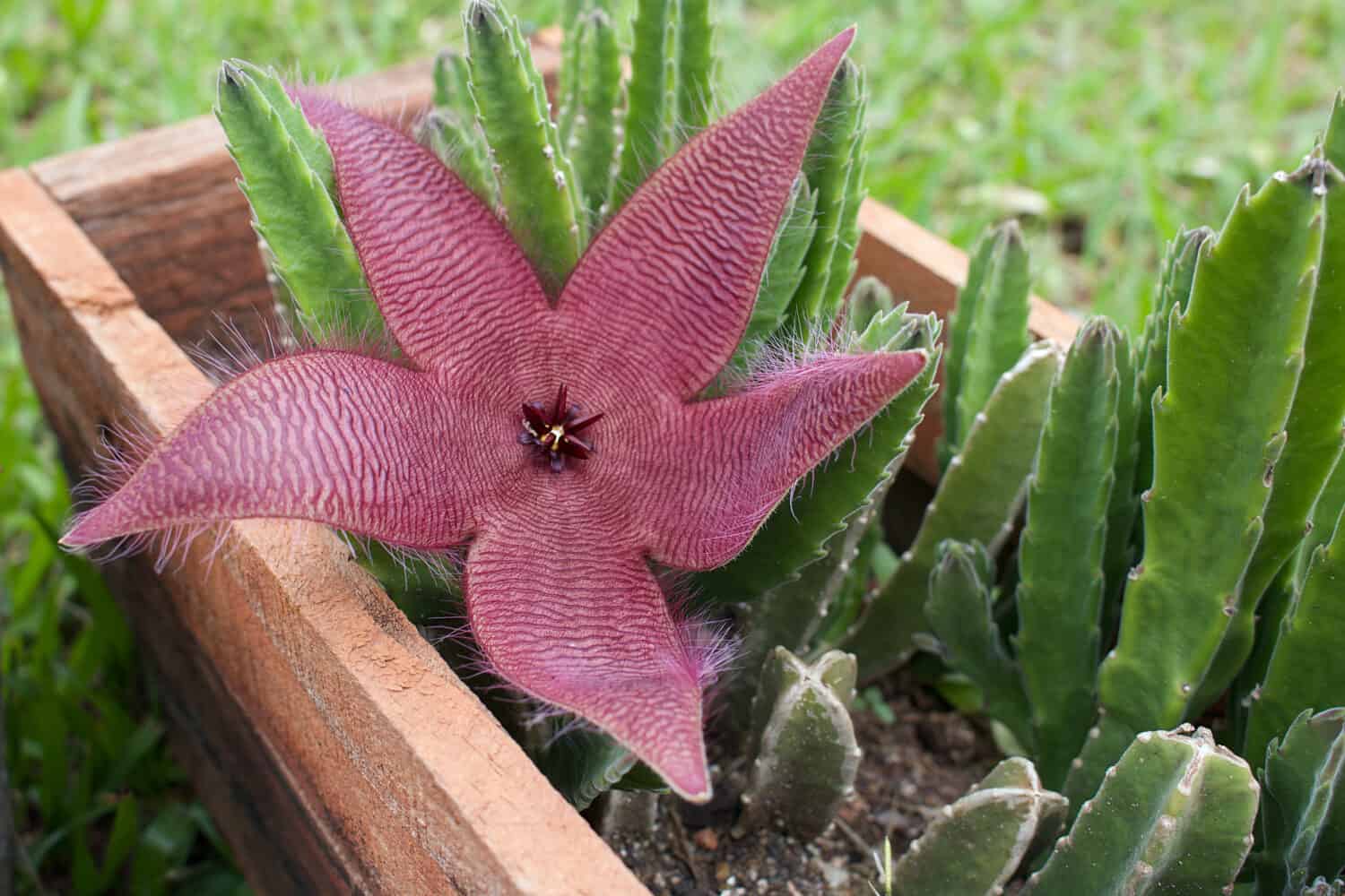 Stapelia hirsuta flower (starfish flower or carrion plant), is a species  whose flowers are flat, very hairy, dark-red and resemble rotting meat (the smell attracts many pollinators, like flies.