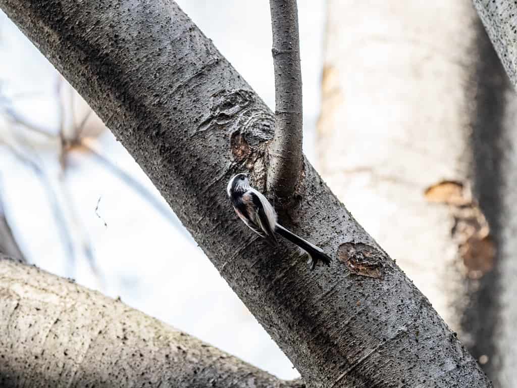 A selective focus shot of a cute Long-tailed bushtit sitting on a tree