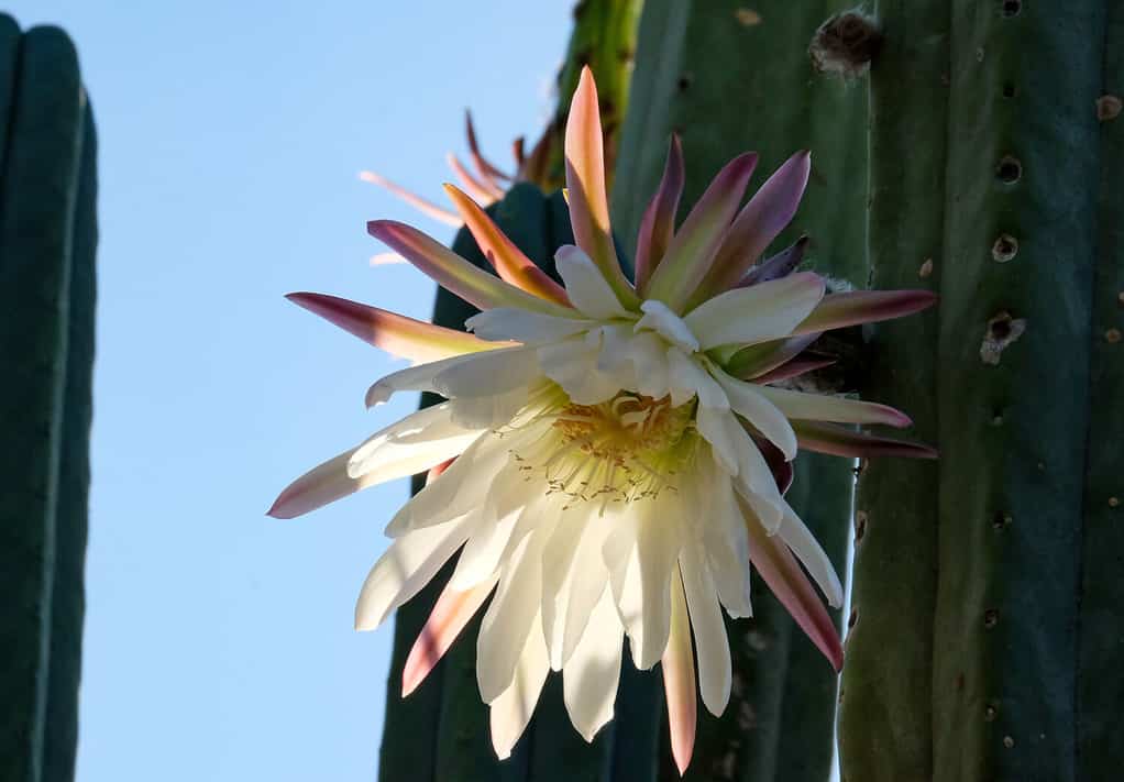 San Pedro Cactus blooming with large white flowers (Latin - Trichocereus pachanoi)