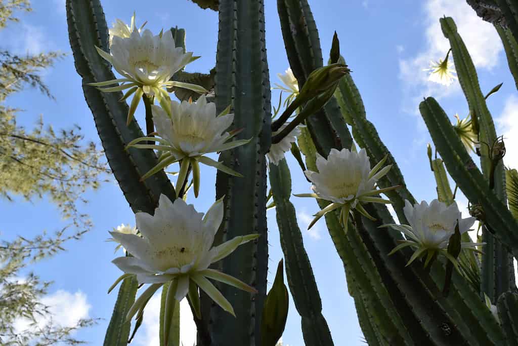 Picture of a San Pedro cactus flowers. Around mid-summer, this cacti plant produces white flowers, together with a few edible fruits.