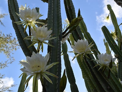 A 7 Beautiful Cacti to Grow in Hawaii
