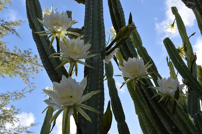 Picture of a San Pedro cactus flowers. Around mid-summer, this cacti plant produces white flowers, together with a few edible fruits.